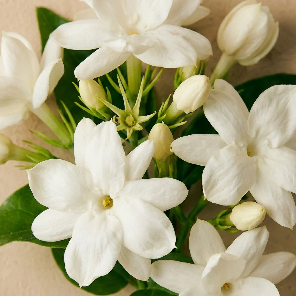 Jasmin