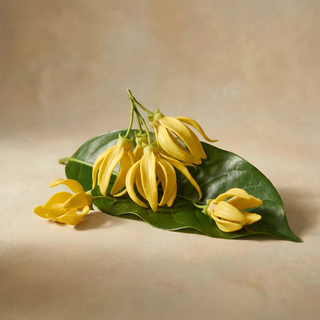 Ylang Ylang
